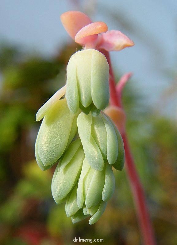 苹果美人（加西亚，Pachyphytum garciae）