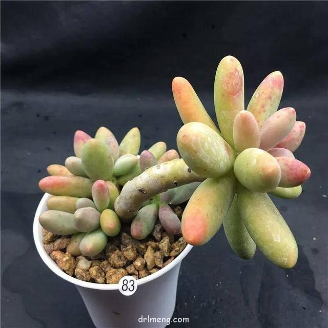 糖美人（Pachyphytum Captain Jessop）