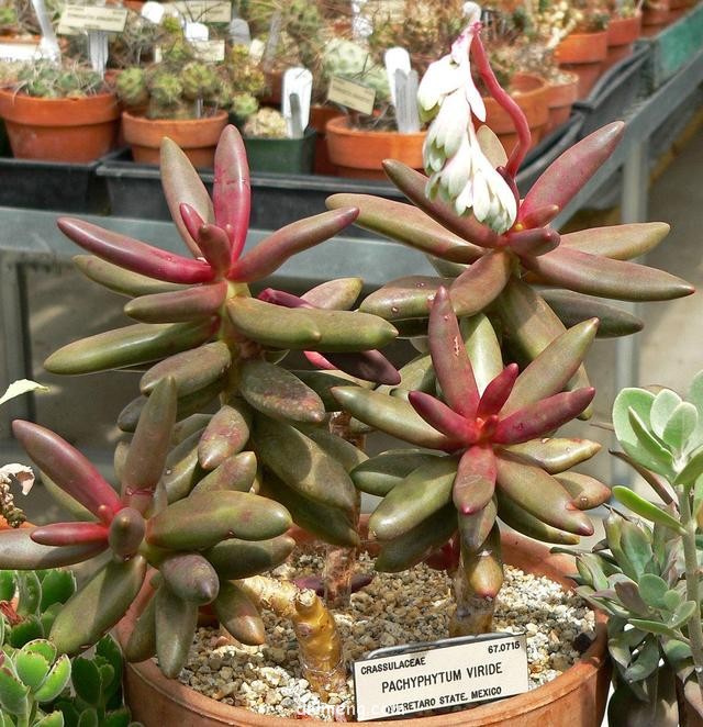 香肠（维莱德，Pachyphytum viride）