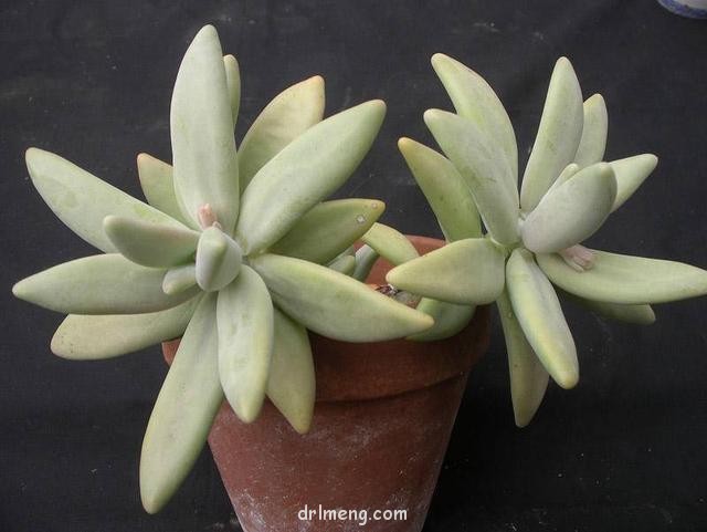 香蕉美人（梦美人，Pachyphytum werdermannii）