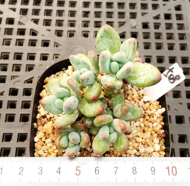 苹果美人（加西亚，Pachyphytum garciae）