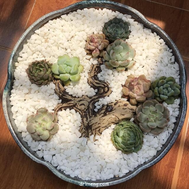 上海，刚要度夏的多肉
