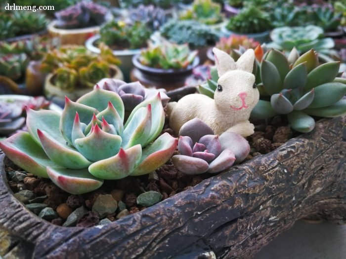 多肉植物夏天怎么遮阴控水通风_130211