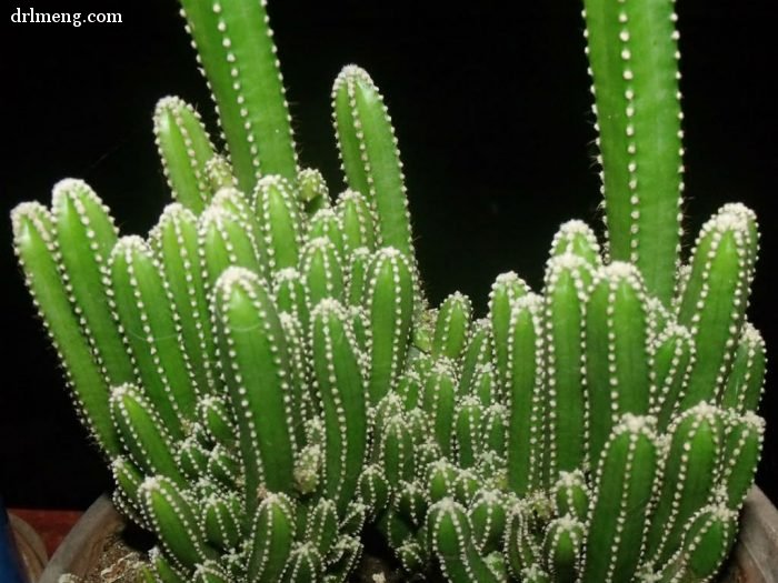 刺萼柱属 Acanthocereus tetragonus ‘Fairy Castles’