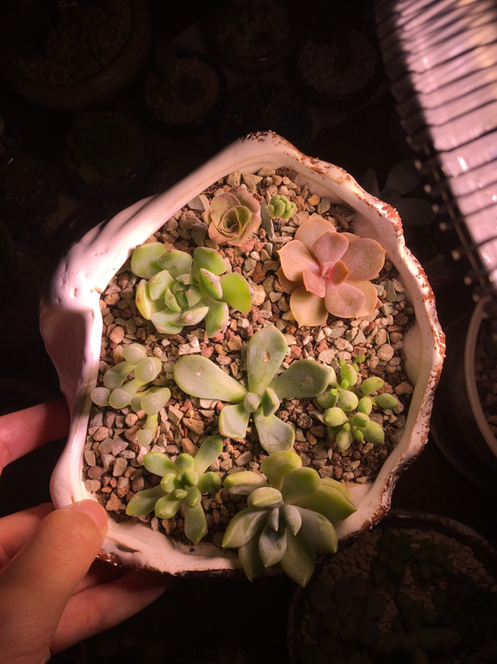 为多肉着迷的历程