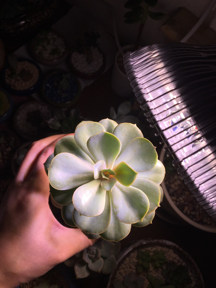 为多肉着迷的历程