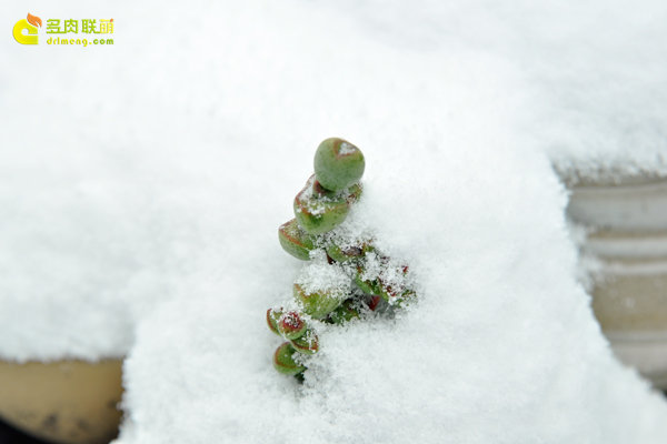 陕西西安经历冰雪的多肉植物-10