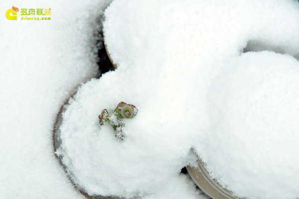 陕西西安经历冰雪的多肉植物-11