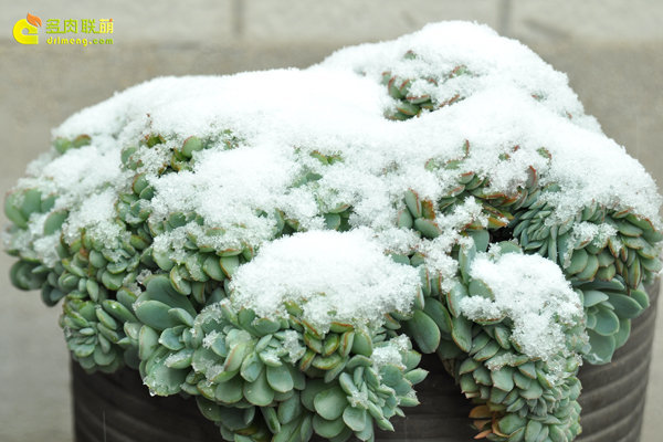 陕西西安经历冰雪的多肉植物-4