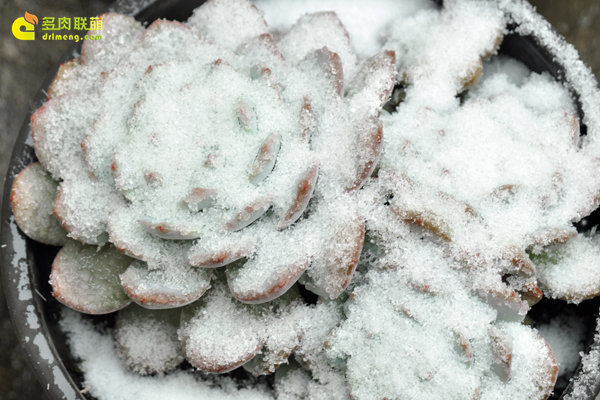 陕西西安经历冰雪的多肉植物-3