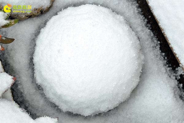 陕西西安经历冰雪的多肉植物-7