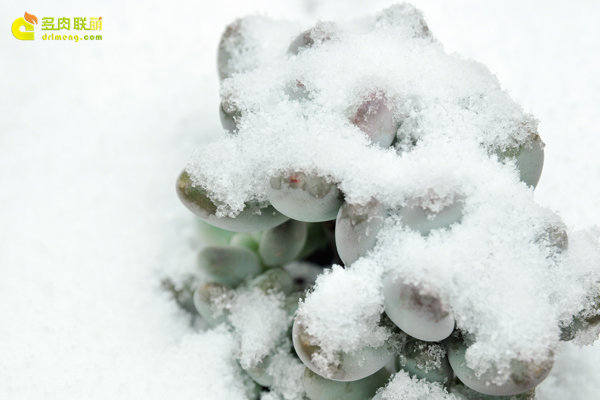 陕西西安经历冰雪的多肉植物-9