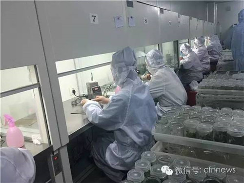 上海大地种苗的专业组培室内，工人正在给多肉分瓶