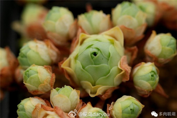 山地玫瑰 多肉植物