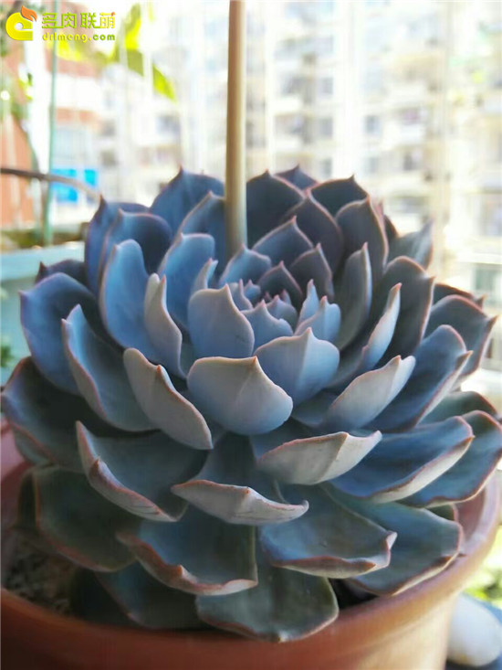 夏天的多肉植物，蓝石莲-6