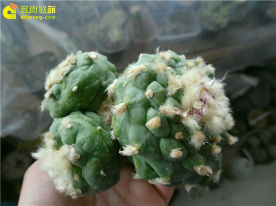 嫁接鱼（乌羽玉怎么落地-）2