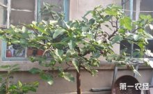 无花果树几年结果？无花果树一年结几次果