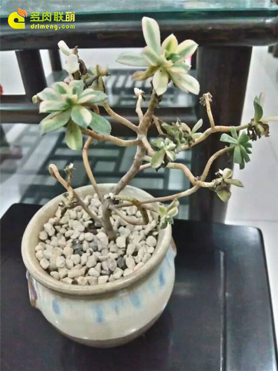 怎么给多肉植物治病-14