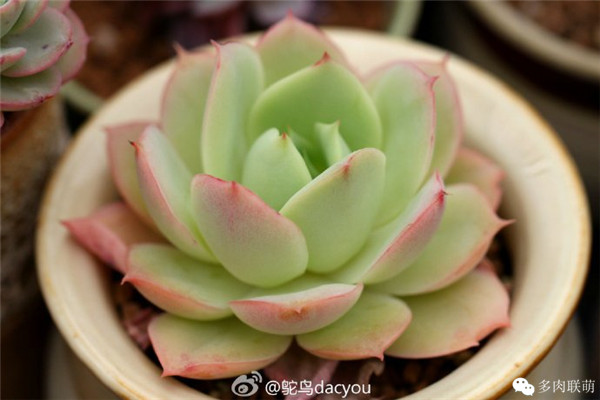 上色的柠檬石灰