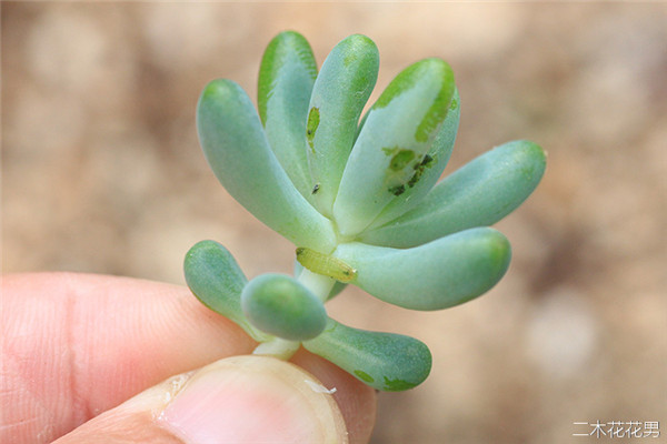 多肉植物玄灰蝶怎么防治-6