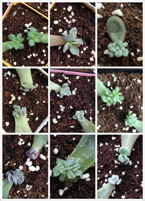 多肉植物叶插苗成长记录-3