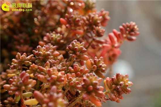 武汉多肉种植心得-8