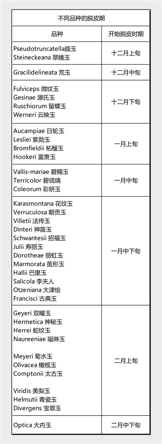 按习性分开种生石花-6