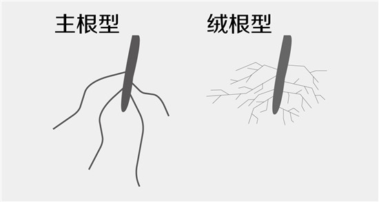 按习性分开种生石花-12