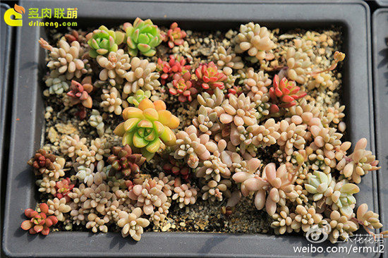 多肉植物叶插最全经验信息-41