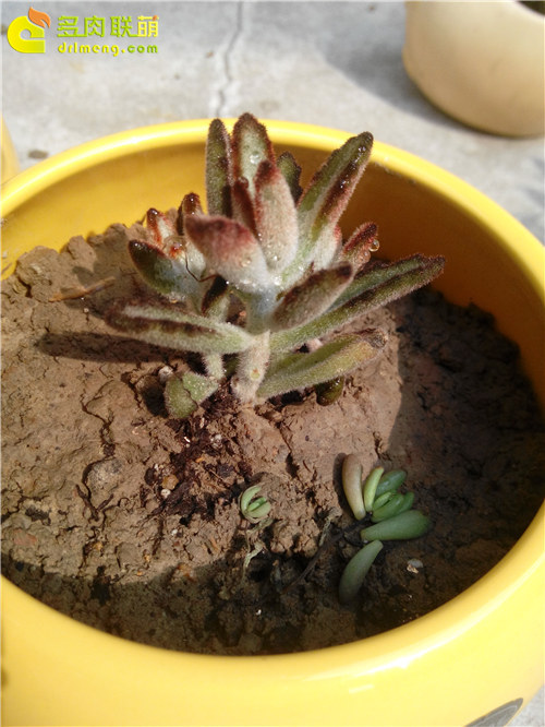 泥巴土种植的多肉植物-12