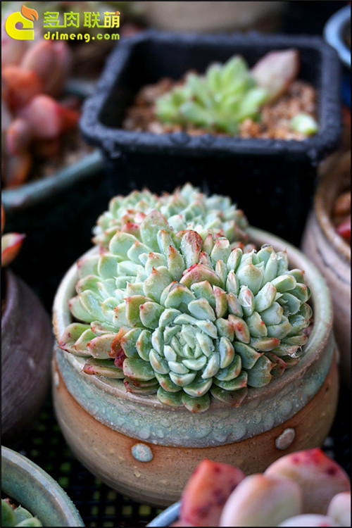 淋雨后的美肉(喷水是可以的)10