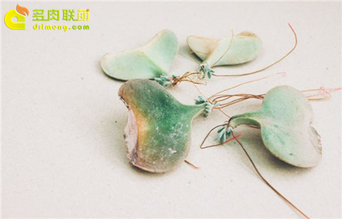 养活多肉植物的10个小秘密-xinshou10