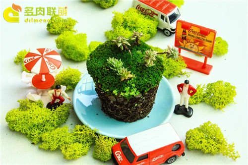 养活多肉植物的10个小秘密-xinshou7