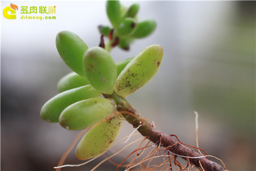 易得烟煤病的虹之玉