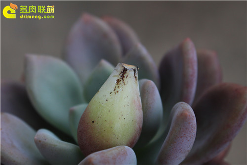 得烟煤病的奥普琳娜叶片
