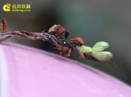 因为烟煤病死翘翘的虹之玉锦