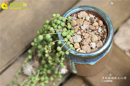 更适合种多肉的的多肉植物配土(泥炭、椰糠和河沙)-20