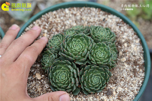 更适合种多肉的的多肉植物配土(泥炭、椰糠和河沙)-13
