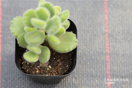 更适合种多肉的的多肉植物配土(泥炭、椰糠和河沙)-7
