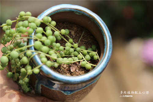 更适合种多肉的的多肉植物配土(泥炭、椰糠和河沙)-19
