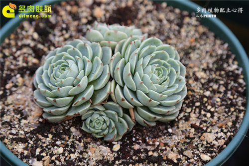 更适合种多肉的的多肉植物配土(泥炭、椰糠和河沙)-11