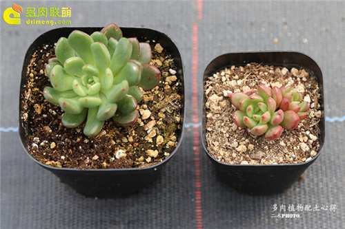 更适合种多肉的的多肉植物配土(泥炭、椰糠和河沙)-4