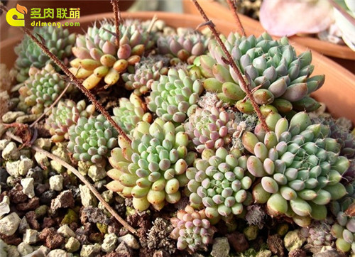 小蓝衣Echeveria setosa v. deminuta