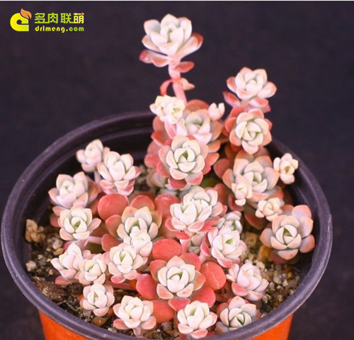 红霜 Sedum spathulifolium Carnea