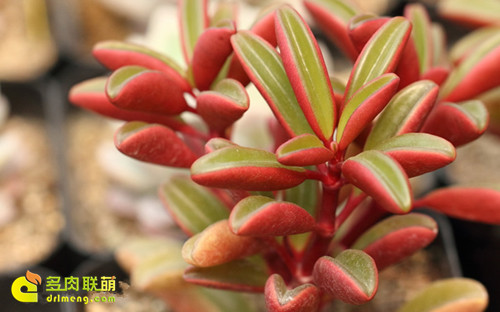 红背椒草 Peperomia claveolens