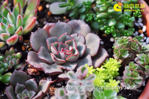 摩氏石莲 Echeveria Moranii