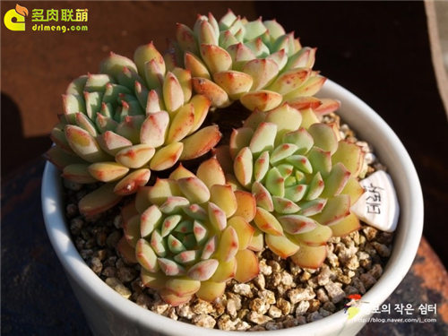 玫瑰莲 Echeveria Derosa