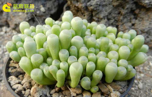 五十铃玉 Fenestraria aurantiaca