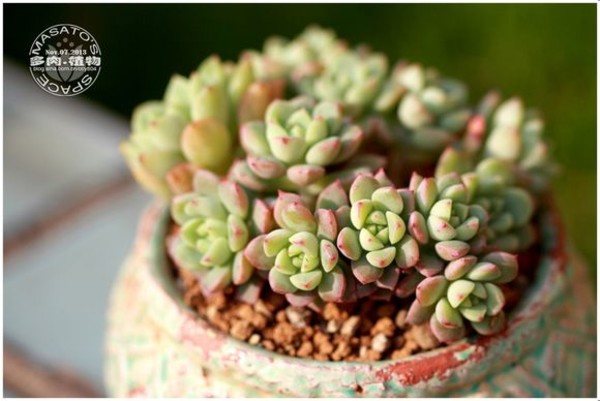 砂糖 Echeveria Sugared