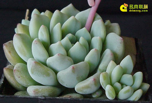 花乃井 Echeveria amoena